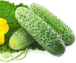 Giant Cucumber Zubrenok Early Vegetable Seeds for Planting - Heirloom & Non-GMO Garden Seeds